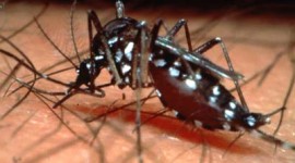 Epidemia de dengue afecta a casi todos los departamentos del Paraguay