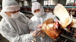 Hay 130 casos de gripe aviar en China, 33 personas fallecieron