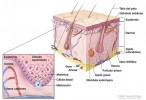 Científicos argentinos desarrollan nueva terapéutica para el melanoma cutáneo