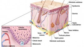 Científicos argentinos desarrollan nueva terapéutica para el melanoma cutáneo