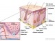 Científicos argentinos desarrollan nueva terapéutica para el melanoma cutáneo