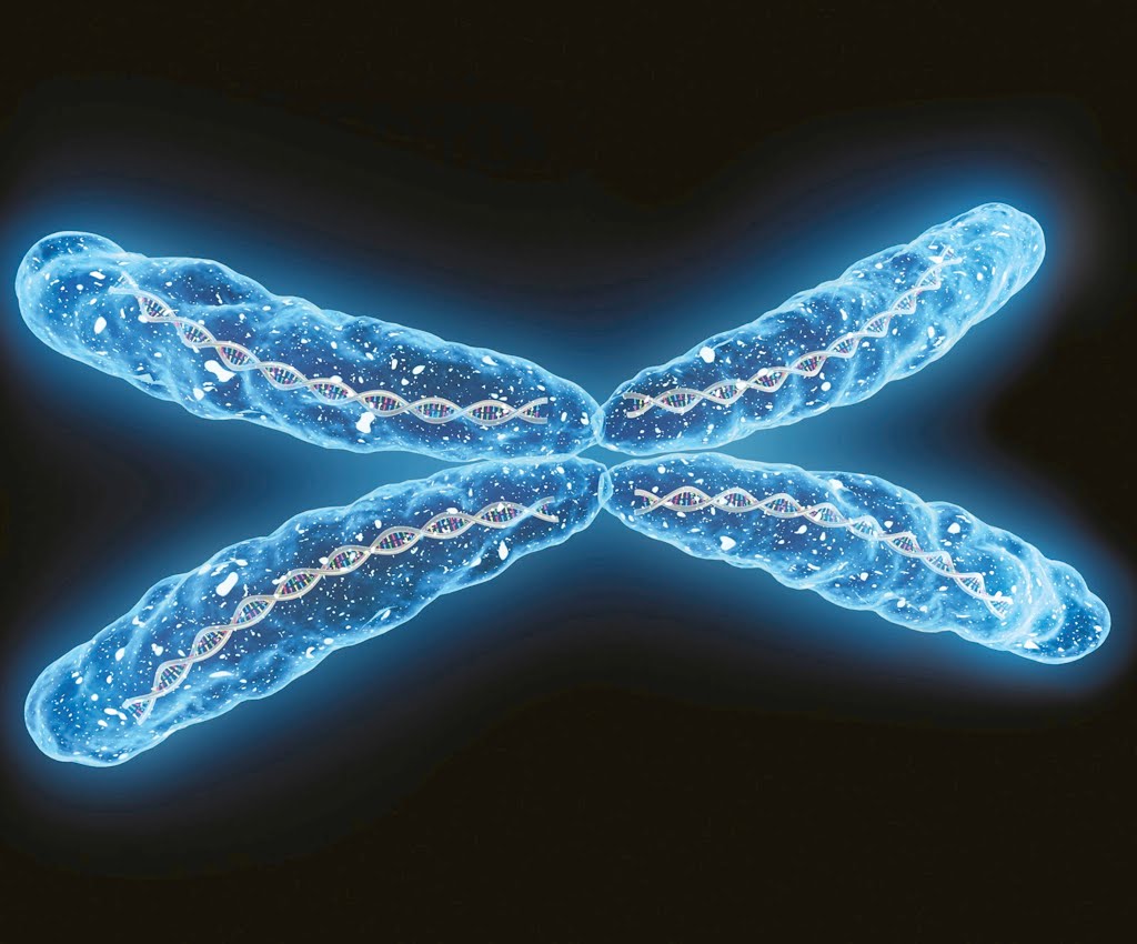 Confederación Farmacéutica Argentina Muestran la estructura en 3D de la cromatina humana en Confederación Farmacéutica Argentina Muestran la estructura en 3D de la cromatina humana en