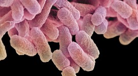 Europa advierte que la salmonella se está volviendo resistente a los antibióticos