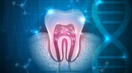 Un anticuerpo monoclonal en experimentación estimula la regeneración de los dientes