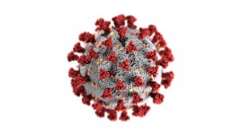 Los anticuerpos del resfrío común pueden obstaculizar la defensa contra el SARS-CoV-2