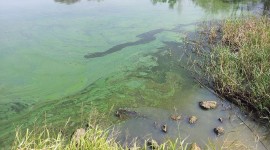 El Ministerio de Salud advierte por la presencia de cianobacterias en aguas recreativas de Buenos Aires, Santa Fe, Entre Ríos y Córdoba