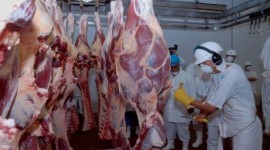 Alerta epidemiológica en Entre Ríos: Brote de Fiebre Q en trabajadores de frigorífico