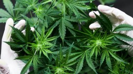 El Ministerio de Salud creó la categoría de Productos Vegetales a Base de Cannabis para el uso y aplicación en medicina humana