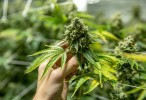 El gobierno habilita la compra legal de semillas de cannabis