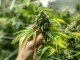 El gobierno habilita la compra legal de semillas de cannabis